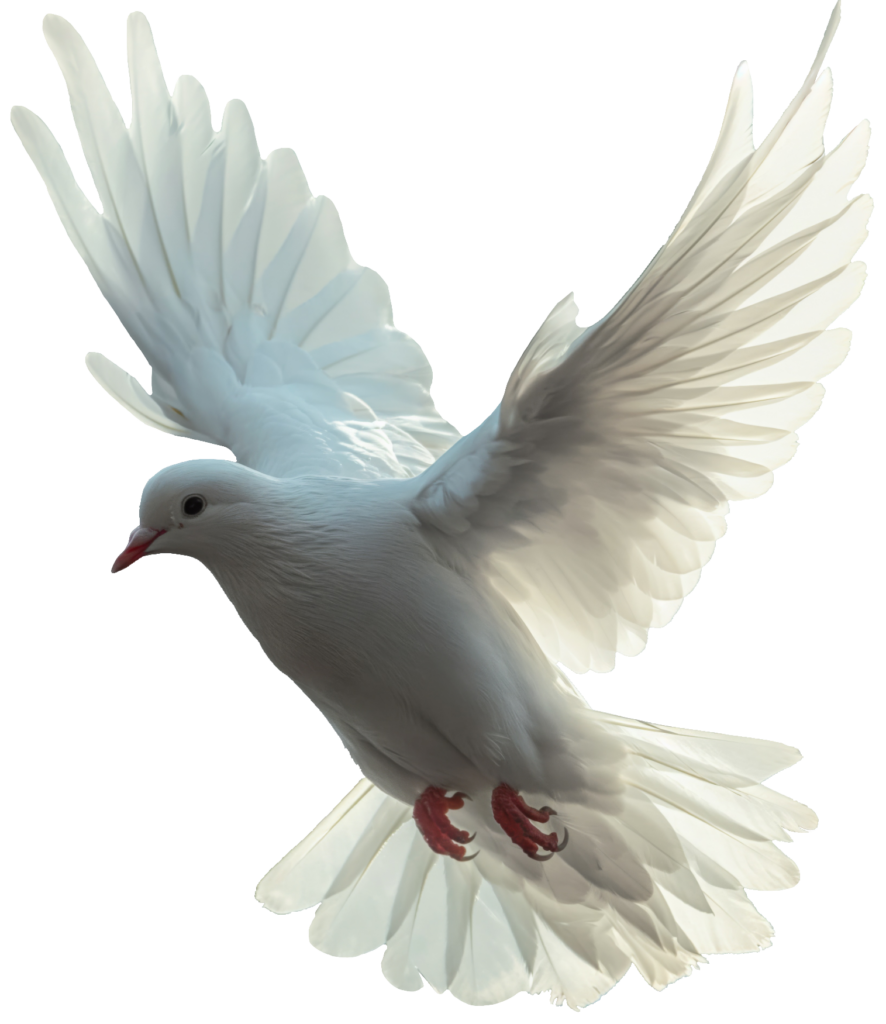 Flying Dove Bird PNG
