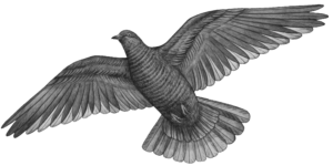 dove-9