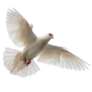 Dove PNG Image