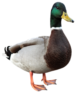 Mallard Duck PNG Image