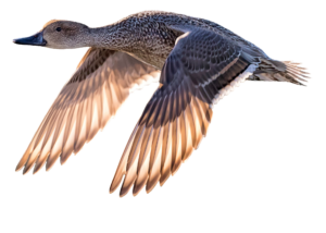 Flying Duck PNG