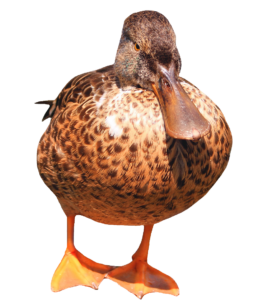 Transparent Duck PNG Image
