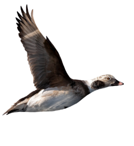 High-resolution Flying Duck PNG Image
