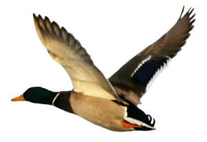 Flying Duck PNG Image