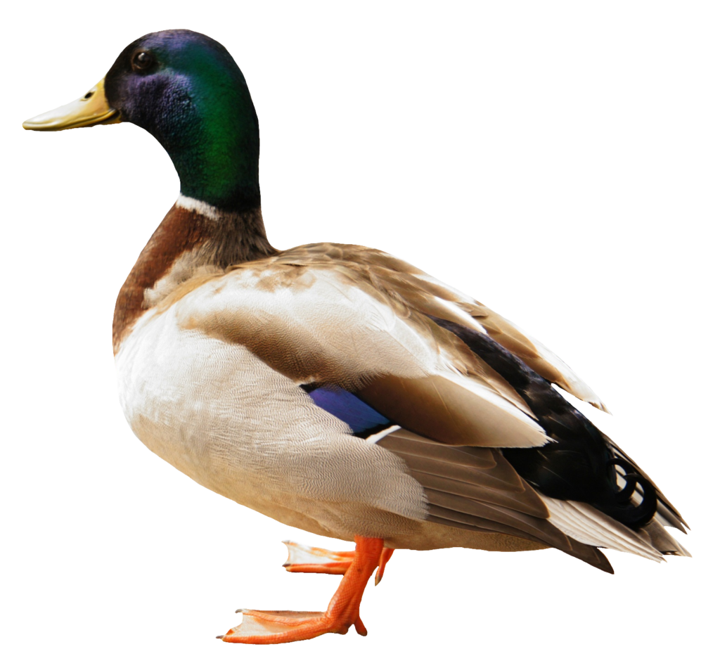 Duck Png Transparent Images Free Download - Pngfre