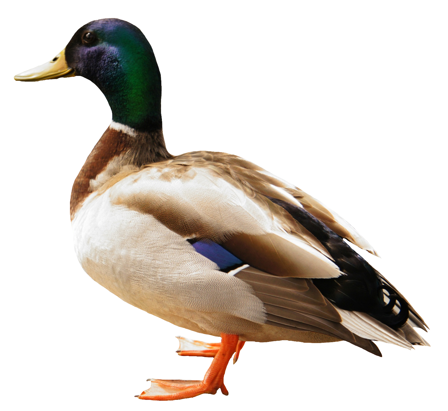 duck-42