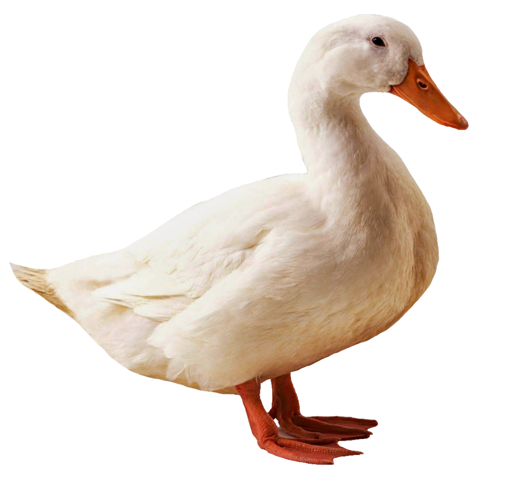 Duck PNG Transparent Images Free Download - Pngfre