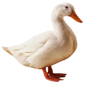 Transparent White Duck PNG