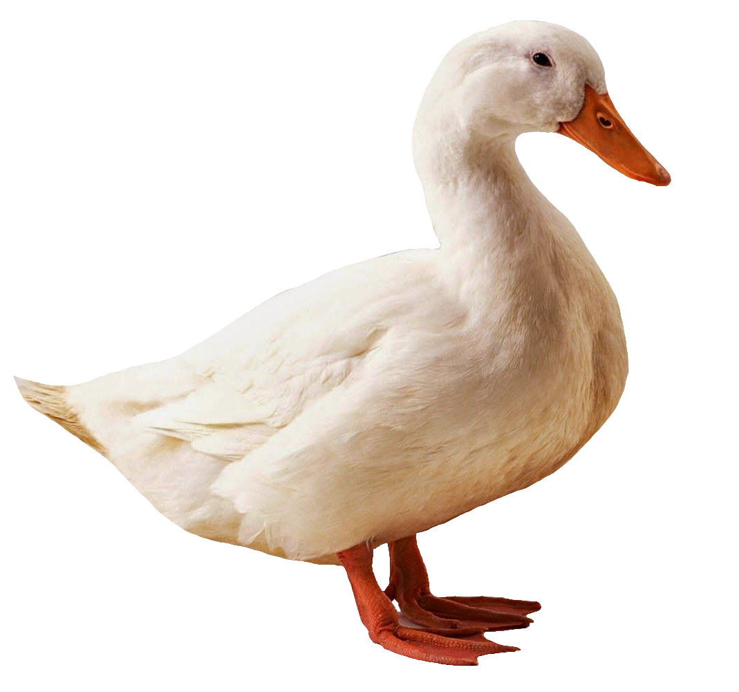 duck-43