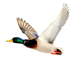 Flying Duck PNG