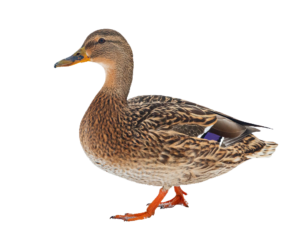 High-resolution Duck PNG Image