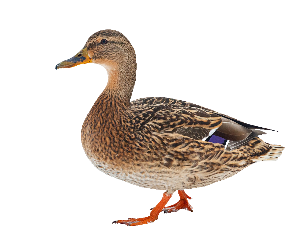 duck-46