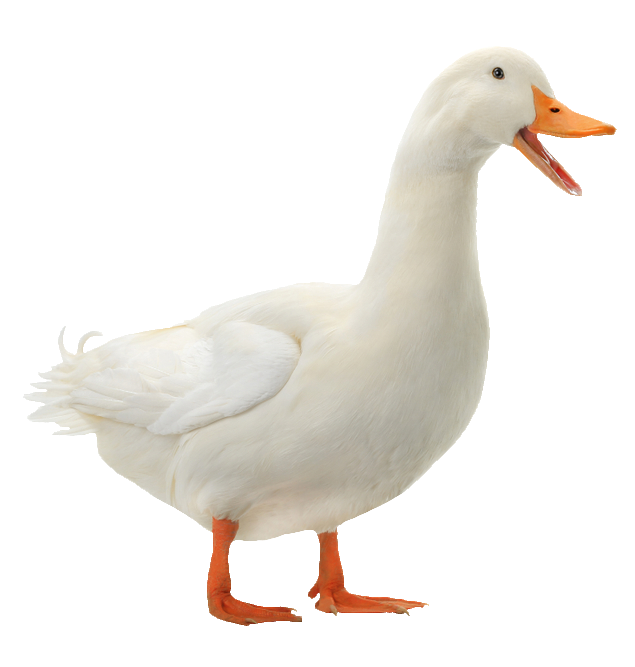 duck-48