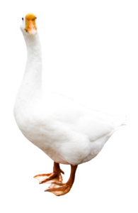 White Duck PNG