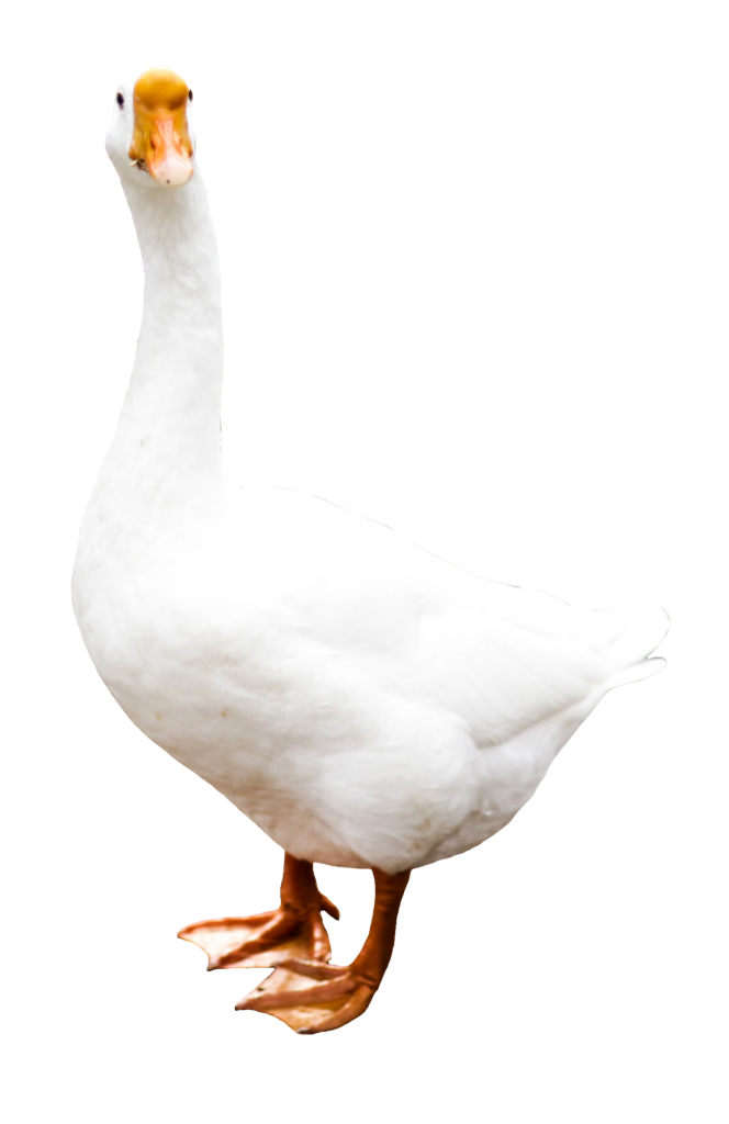 Duck PNG Transparent Images Free Download - Pngfre