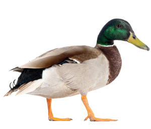 Mallard Duck PNG