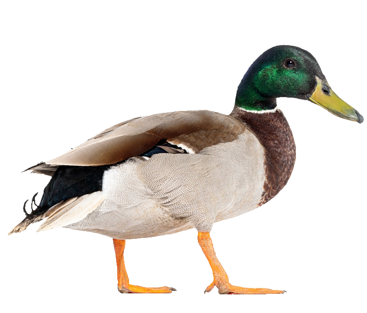 duck-50