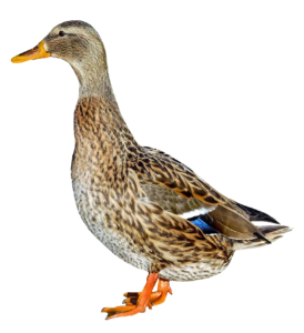 HD Duck PNG Image
