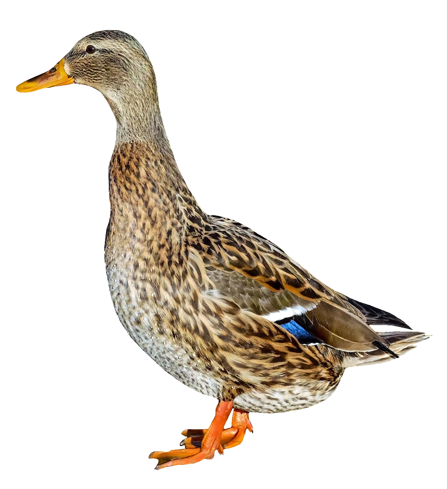 duck-52