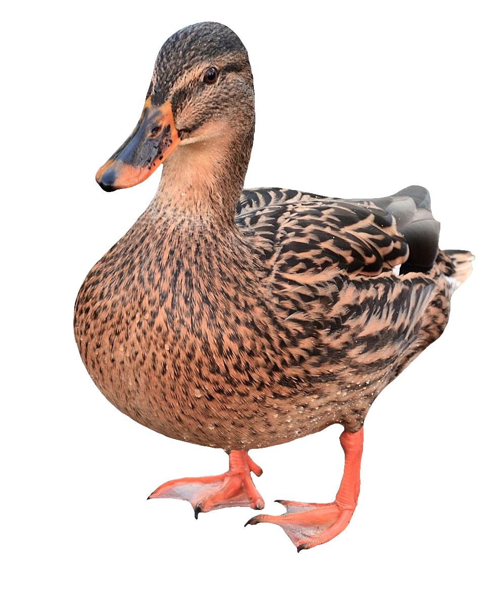 duck-54