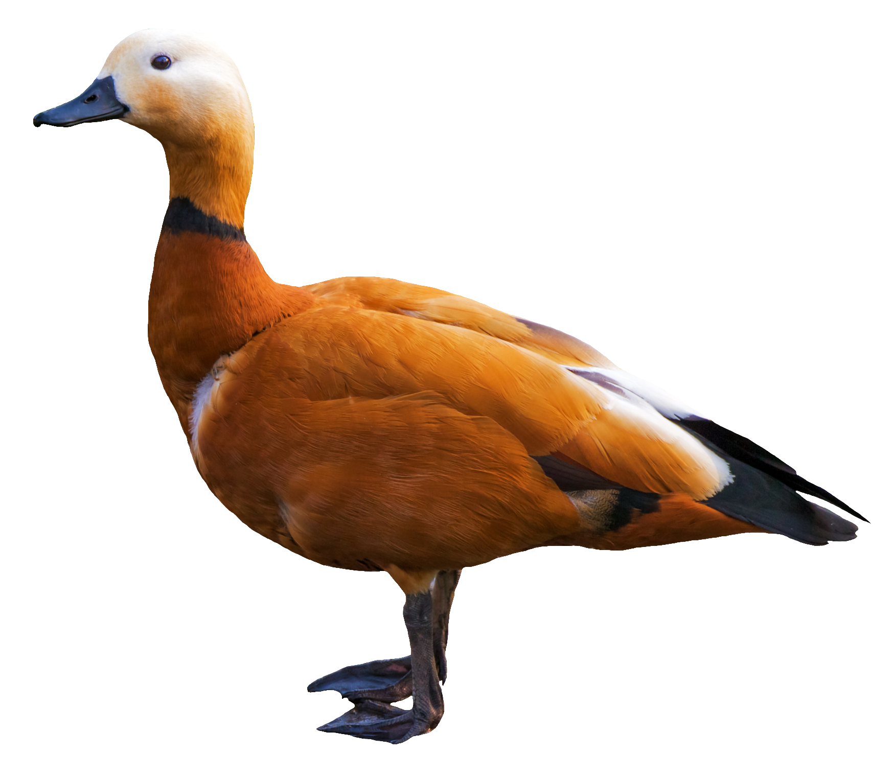 duck-55