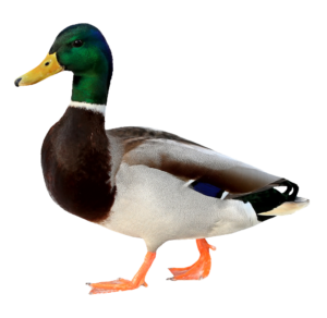 Transparent Mallard Duck PNG