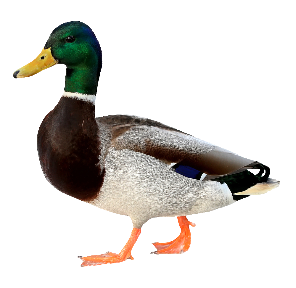duck-56