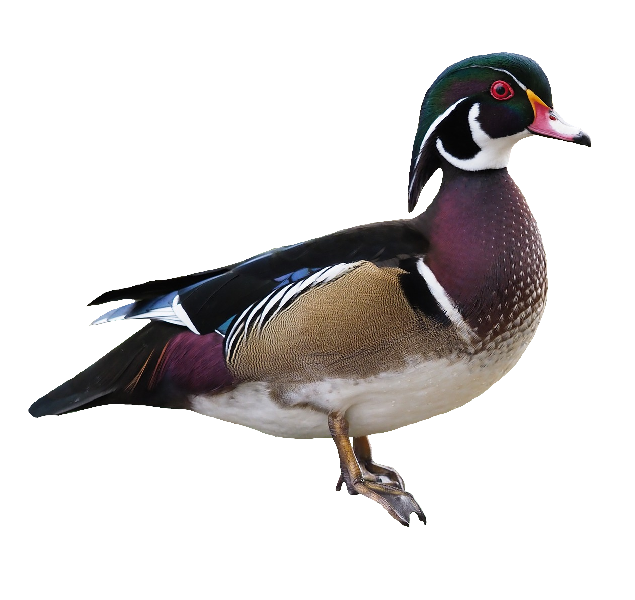 duck-57