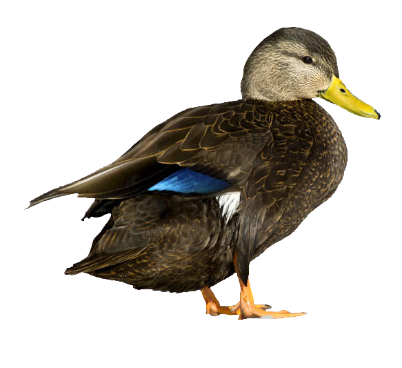 duck-59