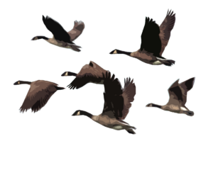 Flying Ducks vector PNG