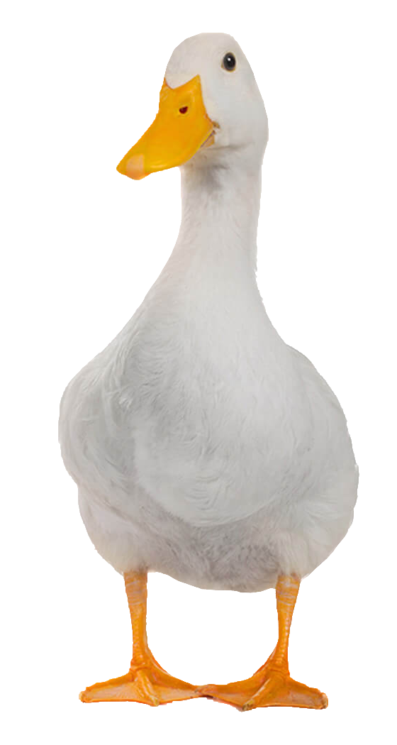 duck-61