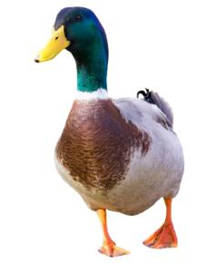 Mallard Duck PNG