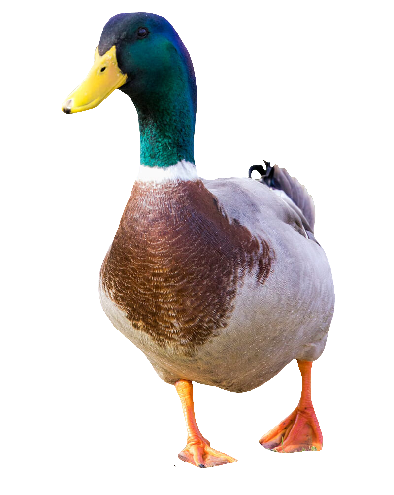 duck-62