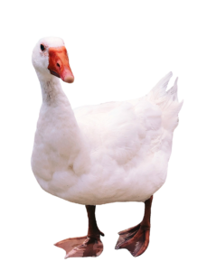 Transparent White Duck PNG Image