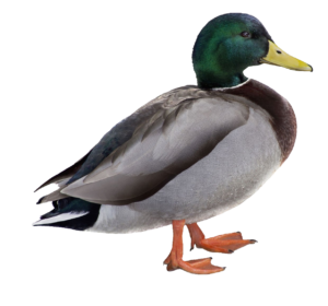 Mallard Duck PNG Image