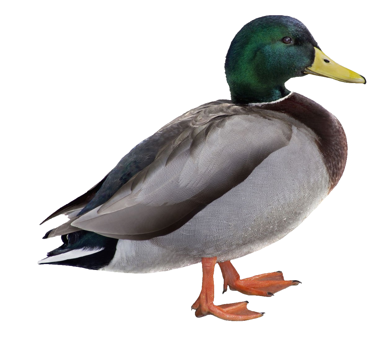 duck-64