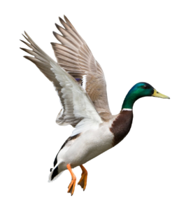 High-resolution Mallard Duck PNG