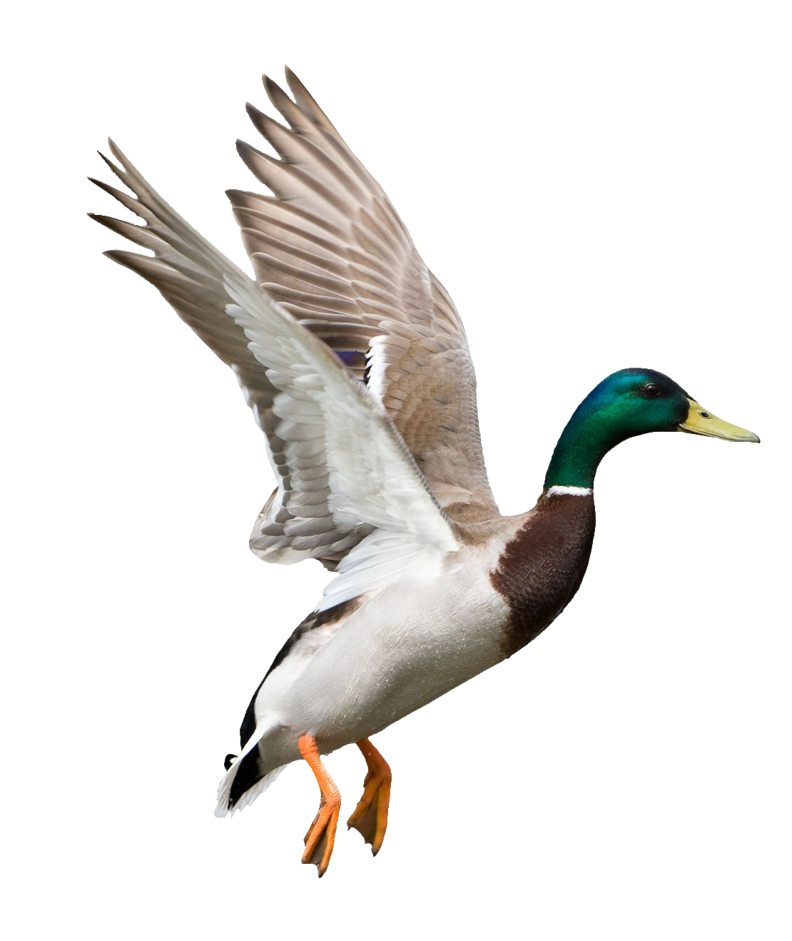 duck-65