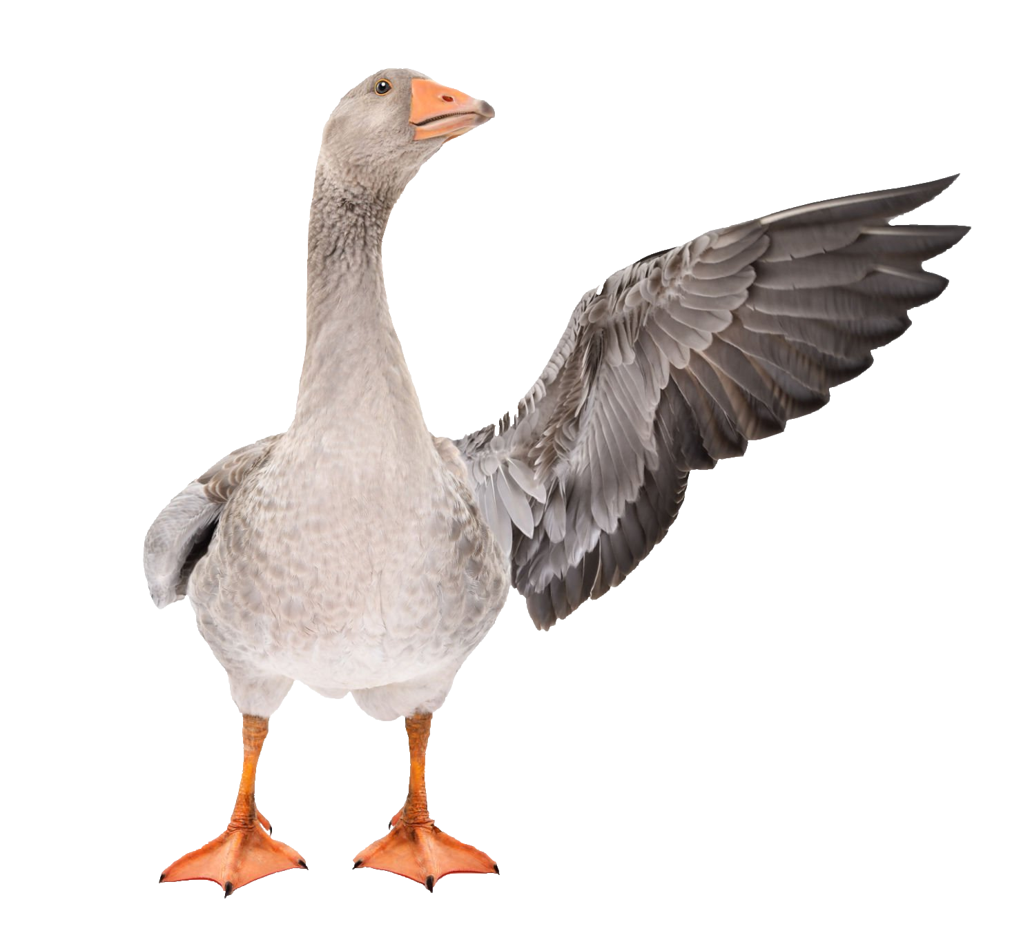 duck-69