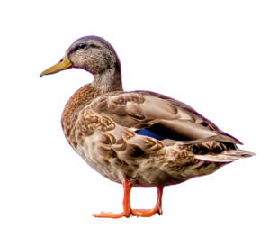Transparent Duck PNG Image