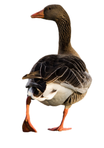 Goose Duck PNG image