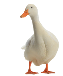 High-resolution White Duck PNG