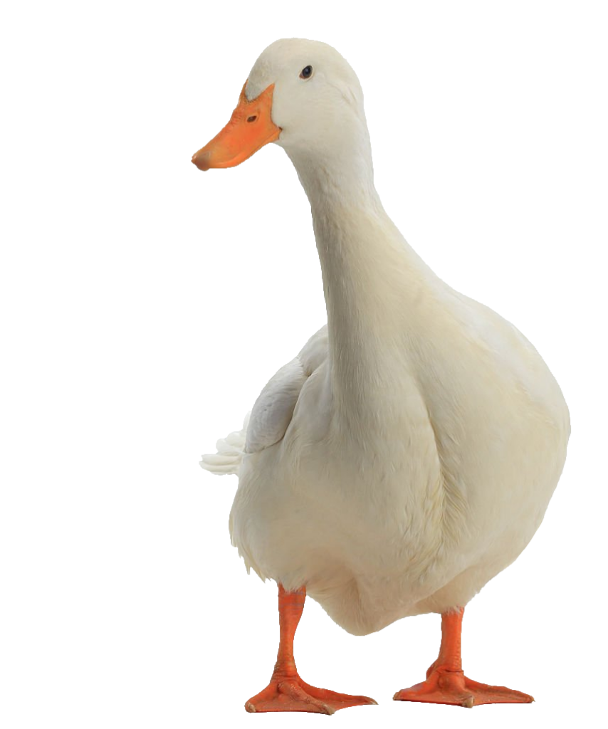 Duck PNG Transparent Images Free Download - Pngfre