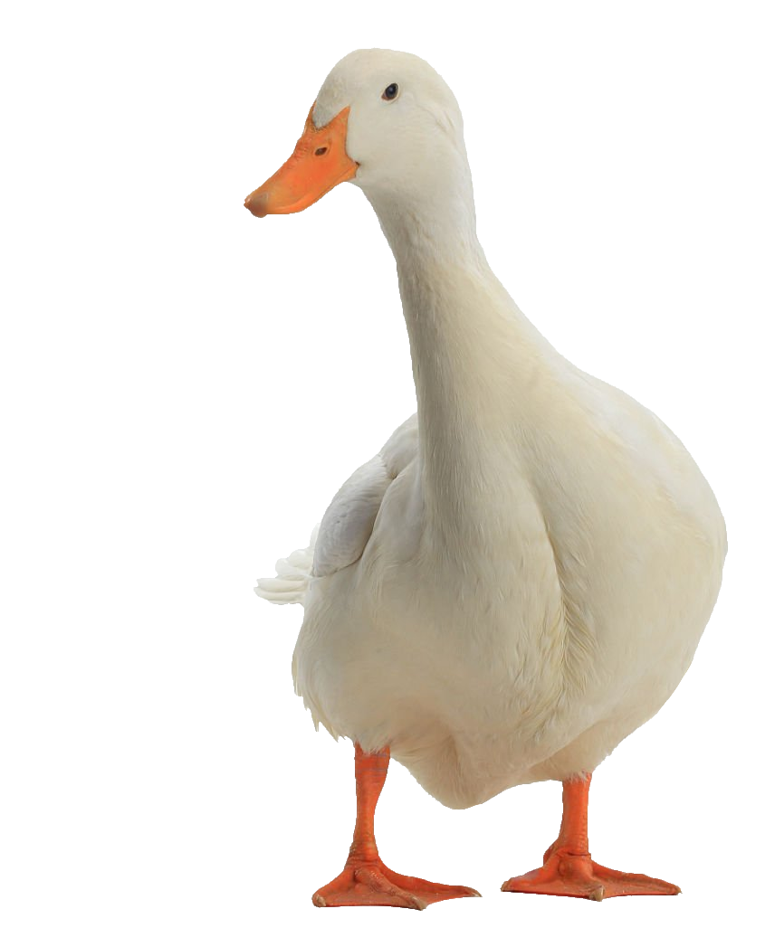 duck-72