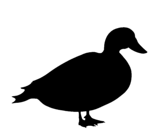Duck Silhouette PNG