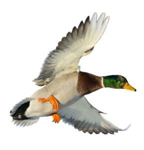 Flying Mallard Duck PNG