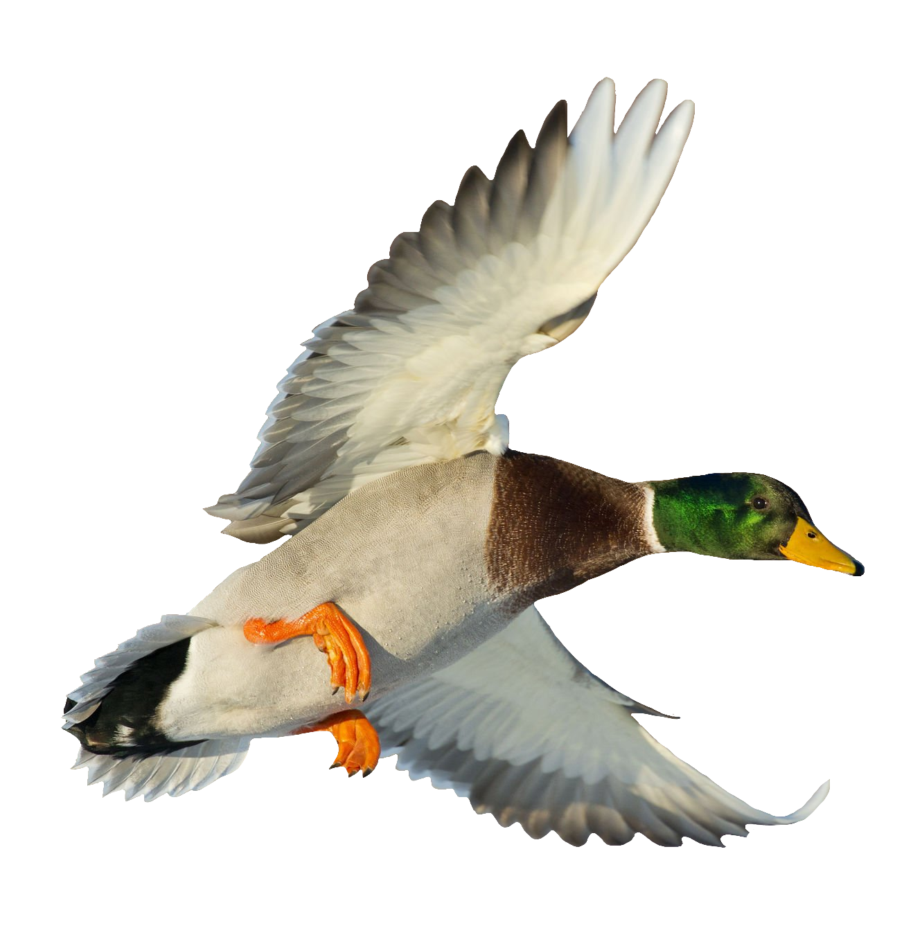 duck-77