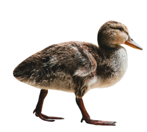 Duck baby PNG