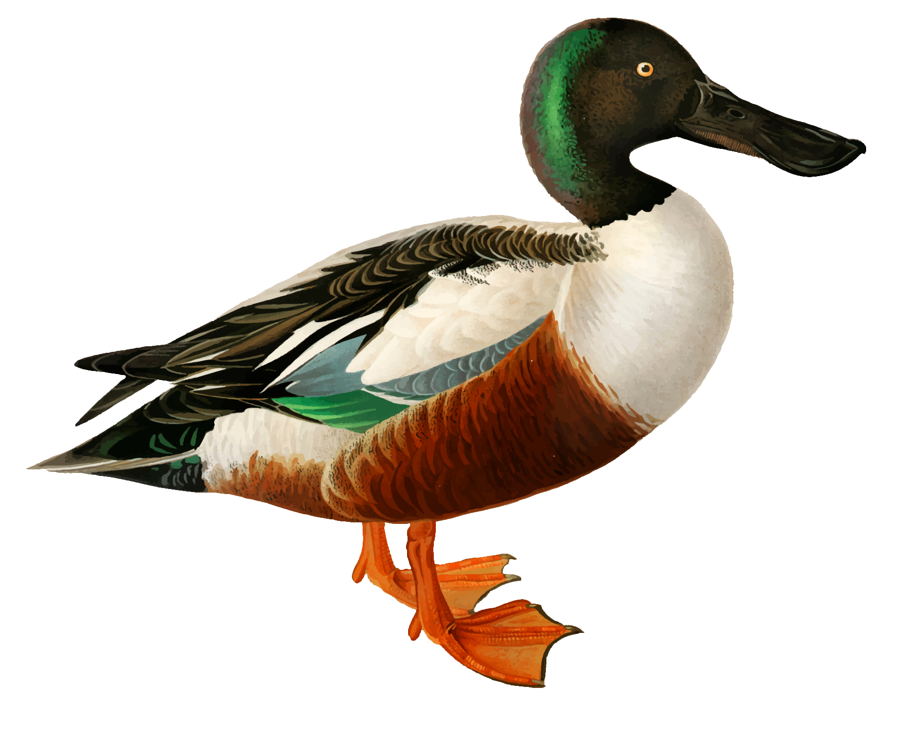 duck-82