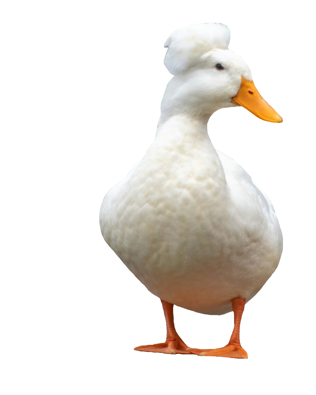 duck-86